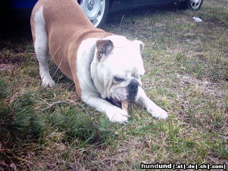 Bulldog Hunde Foto 20263 in höherer Auflösung ansehen Bulldog Isa