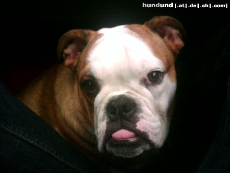 Bulldog Hunde Foto 20058 in höherer Auflösung ansehen Bulldog Babette 6,5 M. im Auto
