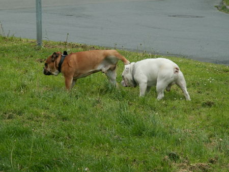 Bulldog Hunde Foto 36156 in höherer Auflösung ansehen Bulldog Sam und Spike
