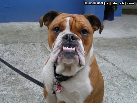 Bulldog Hunde Foto 23732 in höherer Auflösung ansehen Bulldog gefallen dir meine zähne???