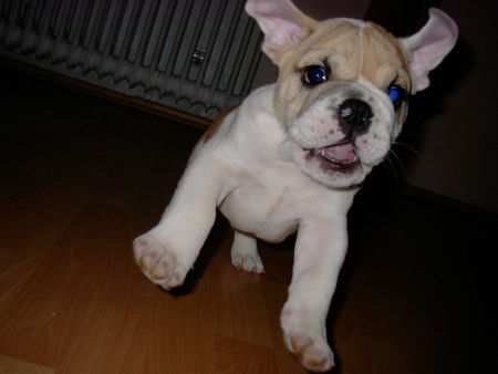 Bulldog Hunde Foto 30231 in höherer Auflösung ansehen Bulldog das ist herr spencer