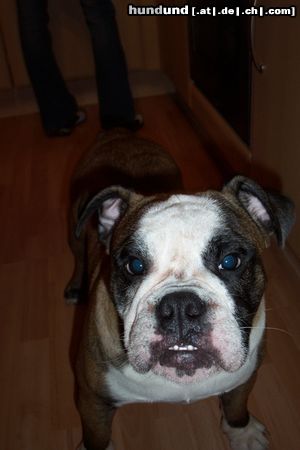 Bulldog Hunde Foto 7940 Bulldog Butch