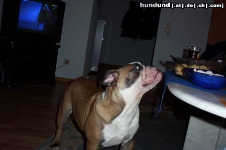 Bulldog Hunde Foto 7941 Bulldog Butch ( 6 Monate )