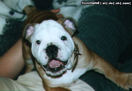 Bulldog Hunde Foto 10215 Bulldog Pepper 11 wochen
