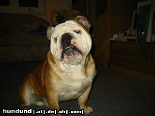 Bulldog Hunde Foto 10216 Bulldog Pepper 1jahr und 4 monate