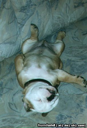 Bulldog Hunde Foto 10213 Bulldog Pepper 9 wochen
