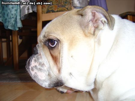 Bulldog Hunde Foto 13885 Bulldog Schönstes Profil aller Zeiten...