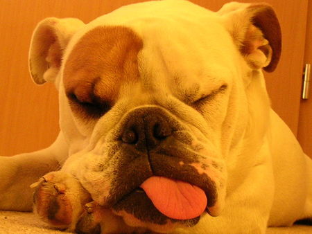 Bulldog Hunde Foto 26803 in höherer Auflösung ansehen Bulldog