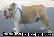 Bulldog Hunde Foto 4833 Bulldog