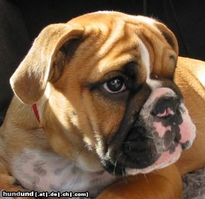 Bulldog Hunde Foto 5354 Bulldog Rosie, kleine Dame aus Bayern!