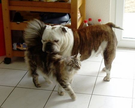 Bulldog Hunde Foto 33871 in höherer Auflösung ansehen Bulldog