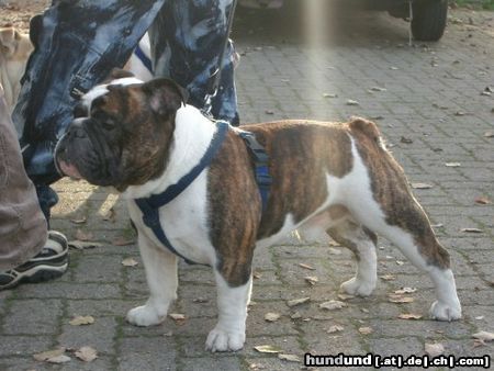 Bulldog Hunde Foto 19242 Bulldog