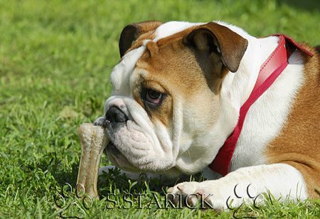 Bulldog Hunde Foto 34184 in höherer Auflösung ansehen Bulldog Kopfstütze ;-)