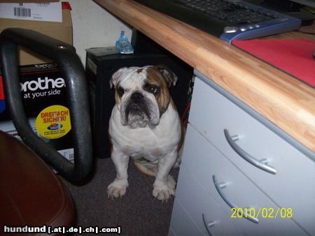 Bulldog mein lieblings platz