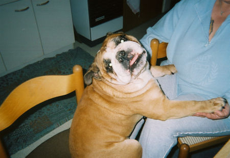 Bulldog Hunde Foto 26992 Bulldog Und ich bin doch ein Schosshund!!!!