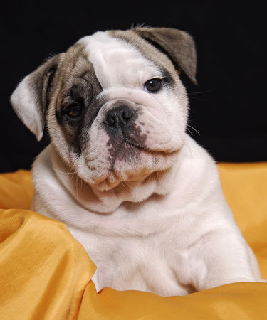 Bulldog Hunde Foto 41441 in höherer Auflösung ansehen Bulldog wie bitte...?
