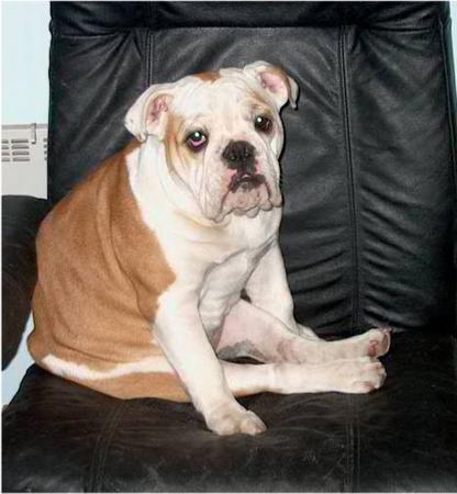 Bulldog Hunde Foto 749 Bulldog Agnes