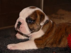 Bulldog Hunde Foto 41983 in höherer Auflösung ansehen Bulldog Homer noch mal als Welpe