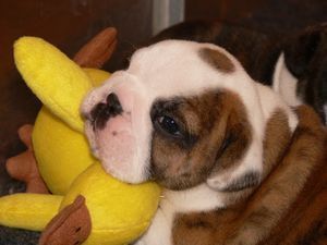 Bulldog Hunde Foto 41982 in höherer Auflösung ansehen Bulldog Hier klein Homer mit 2 Wochen