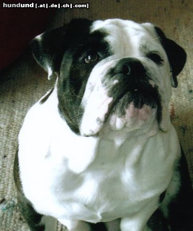 Bulldog Hunde Foto 17637 in höherer Auflösung ansehen Bulldog Beebob vom Georgshof