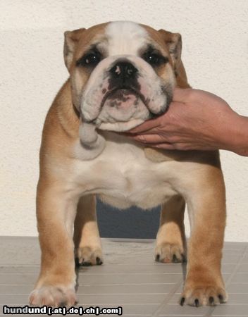 Bulldog George - 6 Monate alt