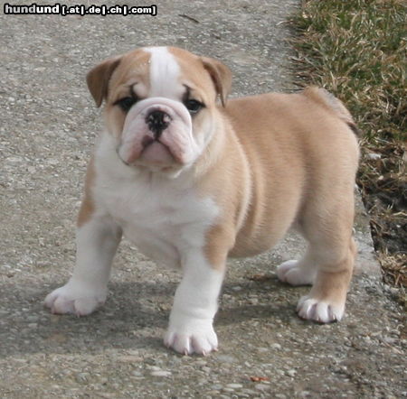 Bulldog Hunde Foto 46782 in höherer Auflösung ansehen Bulldog Harley - 9 Wochen alt
