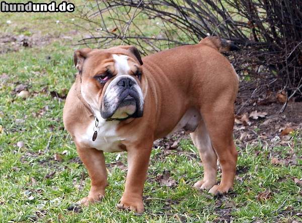 Bulldog Bulldogge auf der Wiese