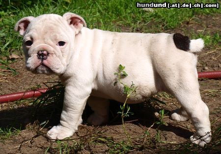 Bulldog Hunde Foto 47003 in höherer Auflösung ansehen Bulldog Exksive Sonderfarben