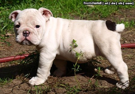 Bulldog Exksive Sonderfarben 