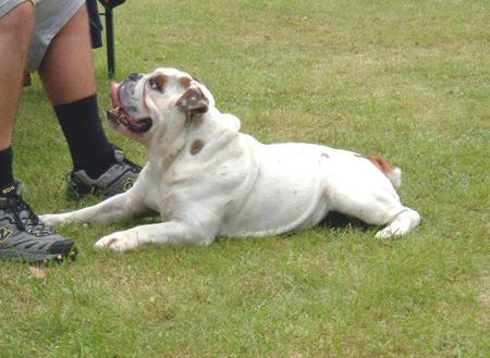 Bulldog Hunde Foto 818 Bulldog aufgenommen beim 1. European Agility Open 2002 in Graz