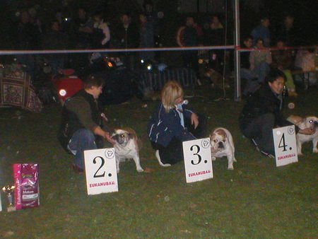 Bulldog Hunde Foto 26955 Bulldog Beuty an special show classa champons
