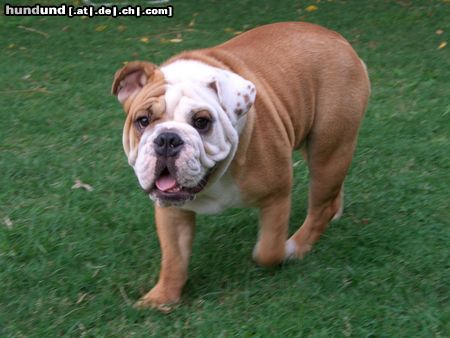 Bulldog Hunde Foto 18833 in höherer Auflösung ansehen Bulldog Komme ich zu spaet zum Mittagessen ?