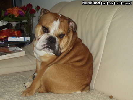 Bulldog Hunde Foto 26400 Bulldog Dicker Klops
