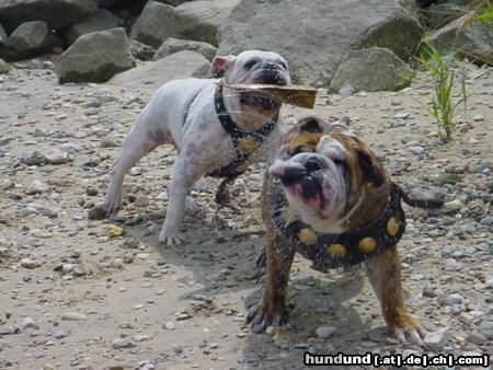 Bulldog Hunde Foto 21707 in höherer Auflösung ansehen Bulldog igor und madonna