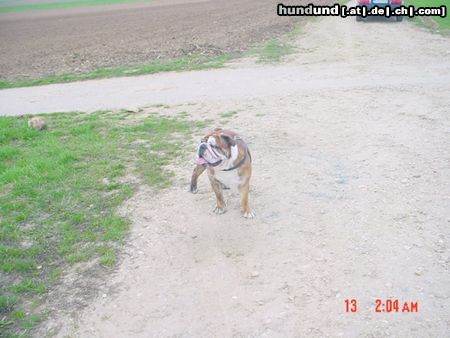 Bulldog Hunde Foto 21712 Bulldog arat von adams family-genannt igor