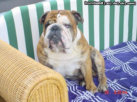 Bulldog Hunde Foto 21706 Bulldog champ