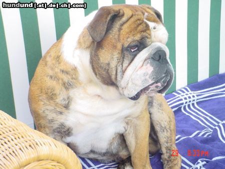 Bulldog Hunde Foto 21710 Bulldog arat von adams family-genannt igor