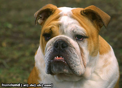 Bulldog Hunde Foto 24589 in höherer Auflösung ansehen Bulldog Englische Bulldogge