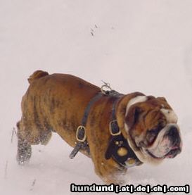 Bulldog Hunde Foto 9092 Bulldog