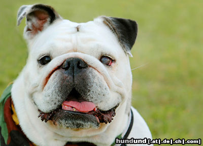 Bulldog Hunde Foto 24591 in höherer Auflösung ansehen Bulldog Englische Bulldogge