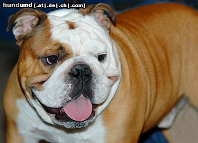 Bulldog Hunde Foto 24590 in höherer Auflösung ansehen Bulldog Englische Bulldogge