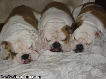 Bulldog Hunde Foto 8123 Bulldog snow angel bulldogs milano