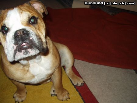 Bulldog Hunde Foto 17502 Bulldog der kleine süße Sam!