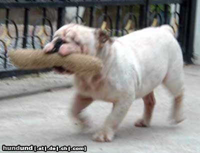 Bulldog Hunde Foto 13280 Bulldog Max beim Apportieren