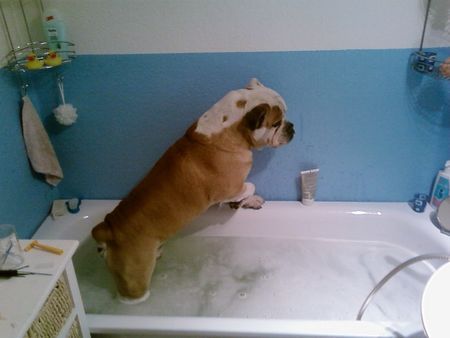 Bulldog Hunde Foto 43850 in höherer Auflösung ansehen Bulldog Bobby beim Baden
