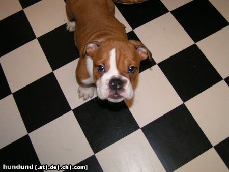 Bulldog Hunde Foto 18006 Bulldog gestatten vom deutschen Eck, BUTCH vom deutschen Eck...