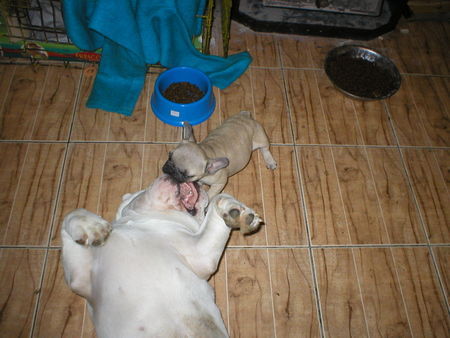 Bulldog Hunde Foto 29487 Bulldog Get up !