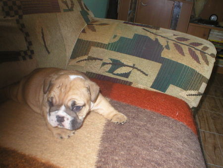 Bulldog Hunde Foto 26952 Bulldog Cameron