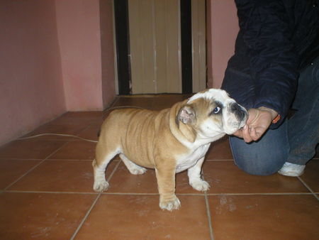 Bulldog Hunde Foto 26951 Bulldog Yolanda