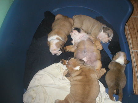 Bulldog Hunde Foto 27043 Bulldog swieet rest